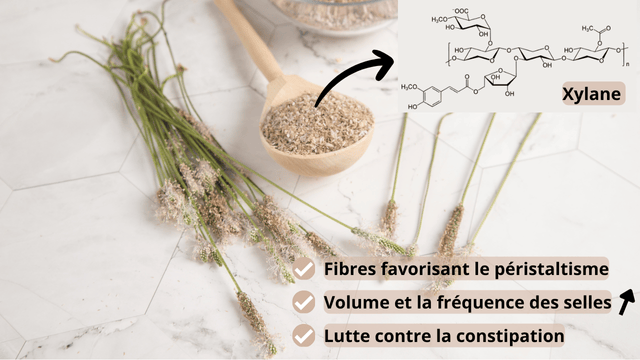 Bienfaits des fibres insolubles du psyllium bio sur le transit intestinal